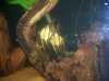 Tank Shots 011.jpg