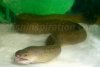 785Freshwater%20Moray%20Eel_l%20copy.jpg 785Freshwater%20Moray%20Eel_l%20copy.jpg