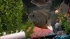 cichlid 109.jpg