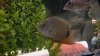 cichlid 110.jpg