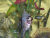 fish 003.JPG