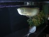 Tank and Fish 035.jpg