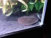 Tank and Fish 062.jpg