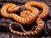 scaleless1corn.jpg