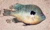 Longear Sunfish1.jpg