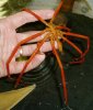 pc030012sea-spider.jpg