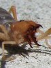 SunSpiderJaws.jpg