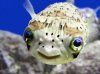 puffer_fish.jpg
