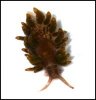 nudibranch.jpg