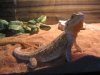 Bearded Dragon 003.jpg
