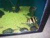 4000 Show tank pics 002.JPG