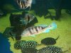 4000 Show tank pics 005.JPG