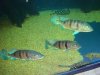 4000 Show tank pics 006.JPG