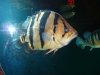4000 Show tank pics 008.JPG