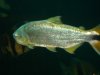 4000 Show tank pics 011.JPG