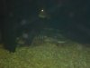 4000 Show tank pics 015.JPG