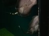 4000 Show tank pics 016.JPG