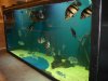 4000 Show tank pics 018.JPG