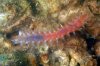 bristle worm.jpg bristle worm.jpg