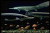 large gars in tank with red fishes.jpg