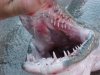 Alligator gar mouth.jpg