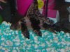 Hi-Fin Banded Loach 2.jpg