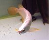 Arowana-2006-046a.jpg