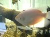 giant gouramis 002.jpg