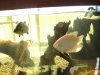 giant gouramis 006.jpg