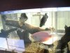 giant gouramis 007.jpg