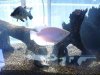 giant gouramis 010.jpg