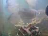 giant gouramis 012.jpg