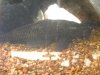 giant gouramis 004.jpg