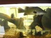 giant gouramis 009.jpg