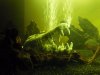Piranha_16.JPG