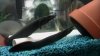 cichlid 137.jpg
