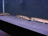 IMG_0816.JPG