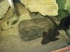 60-Gallon 021.jpg 60-Gallon 021.jpg