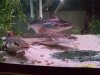 fish 050.jpg