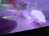 osaka fish store 009.jpg