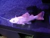 osaka fish store 002.jpg