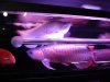 osaka fish store 003.jpg