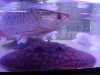 osaka fish store 008.jpg