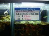 osaka fish store 006.jpg