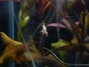 osaka fish store 012.jpg