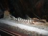 Brachyplaystoma [Merodontotus] tigrinus [tigrinum] 82509 email.jpg