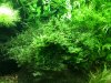 tank update3 013.JPG