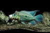 POTM Nov-gmfishnut.jpg