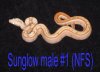 sunglowmale1c.jpg