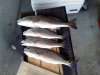red drum 4.jpg red drum 4.jpg